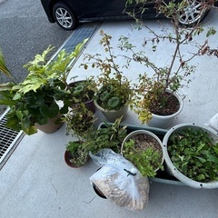 植物🪴の画像