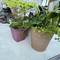 植物🪴の画像