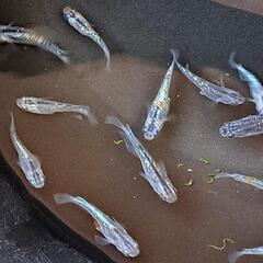 🟦夜桜選外ブルー系12匹＋‪α🟦の画像