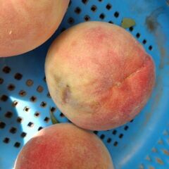川中島白桃　約4キロ　2000円〜の画像