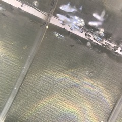 メダカ　マリアージュロングフィン1匹100円の画像