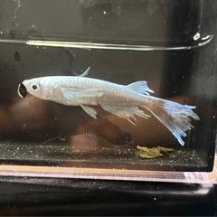 8月21日メダカ各種の画像