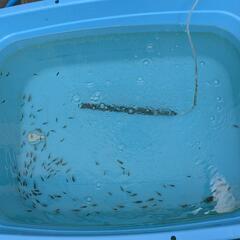 ■ 金魚のハネ子　160匹くらい、整理のためお譲りいたします　タライの中全部の画像