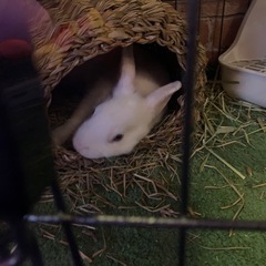 うさぎ　メス2羽