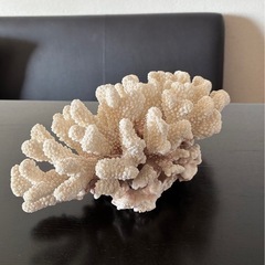 飾りサンゴ海水魚用品の画像