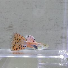 【国産グッピー】レッドグラス   オス1匹 メス1匹 計2匹 追加可能ですの画像