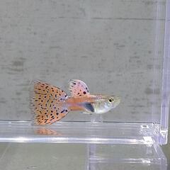 【国産グッピー】レッドグラス   オス1匹 メス1匹 計2匹 追加可能ですの画像