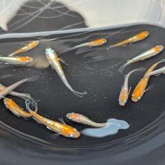 天照エボリューションLF成体10匹の画像