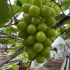 ピオーネ🍇シャインマスカット🍇農家直売
の画像