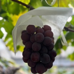 ピオーネ🍇シャインマスカット🍇農家直売
の画像