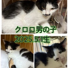 子猫です!白黒くん☆可愛い男の子