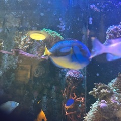ナンヨウハギイエローベリー約13cmの画像