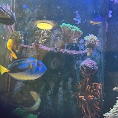 ナンヨウハギイエローベリー約13cmの画像