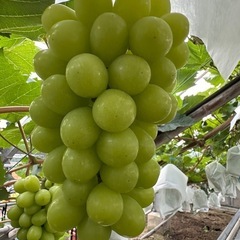 ピオーネ🍇シャインマスカット🍇農家直売
の画像