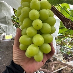 ピオーネ🍇シャインマスカット🍇農家直売
の画像