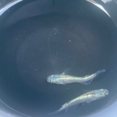 【メダカ】ネプチューン 2匹の画像
