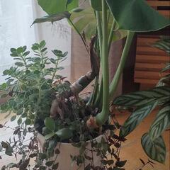 モンステラ　観葉植物　　鉢ごと　の画像
