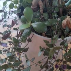 モンステラ　観葉植物　　鉢ごと　の画像