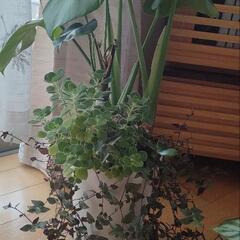 モンステラ　観葉植物　　鉢ごと　の画像