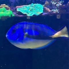 ナンヨウハギイエローベリー約13cmの画像
