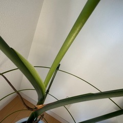 モンステラ きり苗
の画像