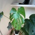 ランキングキーワードに紐づく投稿画像-観葉植物