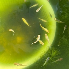 琥珀ラメ　針子→の画像