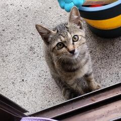 保健所行きにしたくありません😢野良猫　生後1〜2ヶ月　