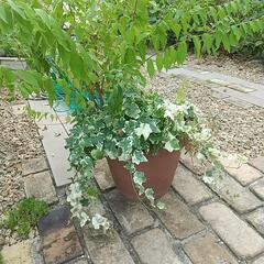 ムラサキシキブ等 鉢ごと の画像