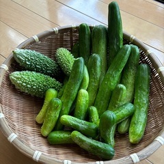 朝取りきゅうりとゴーヤの画像