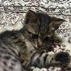 キジトラっぽい猫ちゃん男の子　