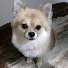 ❤️チワワMixの里親緊急募集
