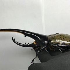 D.Hヘラクレス オス154mm単品の画像