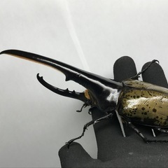 D.Hヘラクレス オス154mm単品の画像