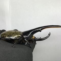 D.Hヘラクレス オス154mm単品の画像