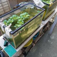 水槽の画像