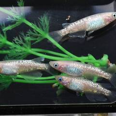 値下げ　フラミンゴ（ピンクサファイヤカガミ鱗）　めだか　有精卵　20粒の画像