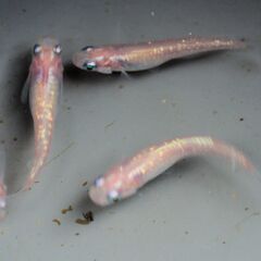 値下げ　フラミンゴ（ピンクサファイヤカガミ鱗）　めだか　有精卵　20粒の画像