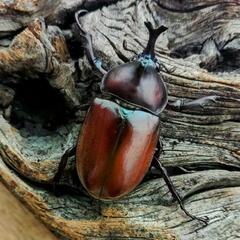 赤カブトムシ♂1♀3の画像