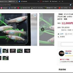 値下げ　フラミンゴ（ピンクサファイヤカガミ鱗）　めだか　有精卵　20粒の画像