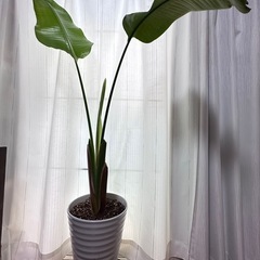 停止中 
観葉植物 オーガスタ 大型150センチ 高級のある陶器鉢の画像