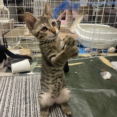 キジトラ♀メス3ヶ月〜3ヶ月半くらい