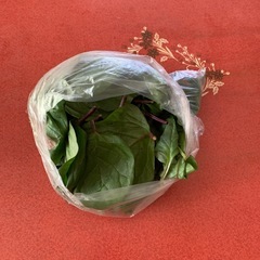 つるむらさきの画像