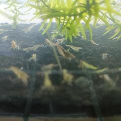 ミナミヌマエビ🦐１匹３０円から〜の画像