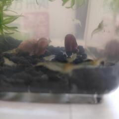 ミナミヌマエビ🦐１０匹セット★の画像