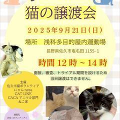猫の譲渡会