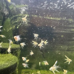 エンゼルフィッシュ　幼魚・稚魚の画像