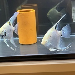 エンゼルフィッシュ　幼魚・稚魚の画像