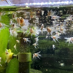 エンゼルフィッシュ　幼魚・稚魚の画像