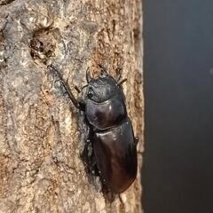 【♂♀】マンディブラリスフタマタクワガタの画像